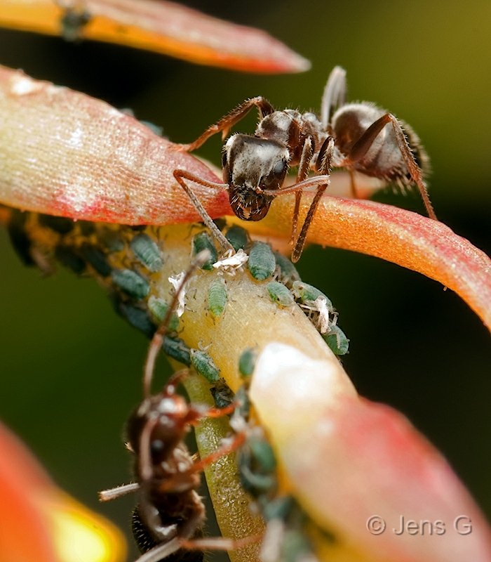 Myrer der vogter bladlus