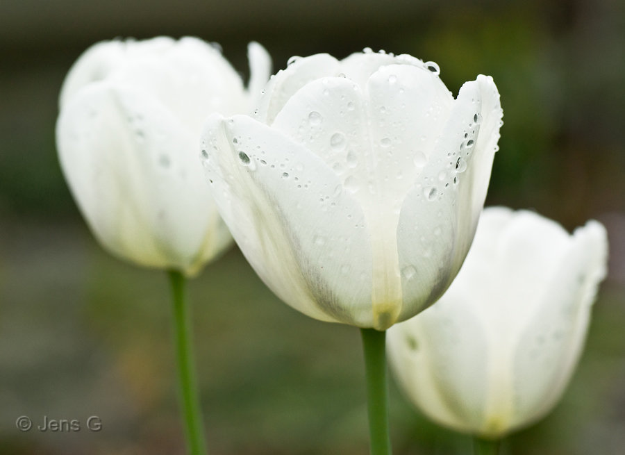 Hvide tulipaner efter regn