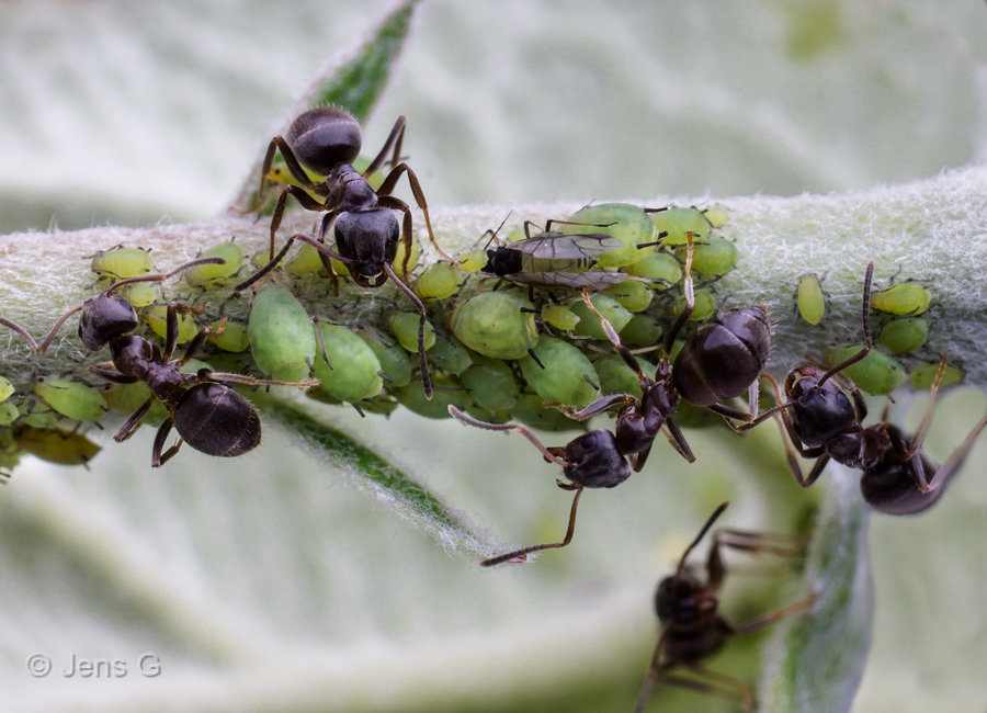 Myrer der passer bladlus