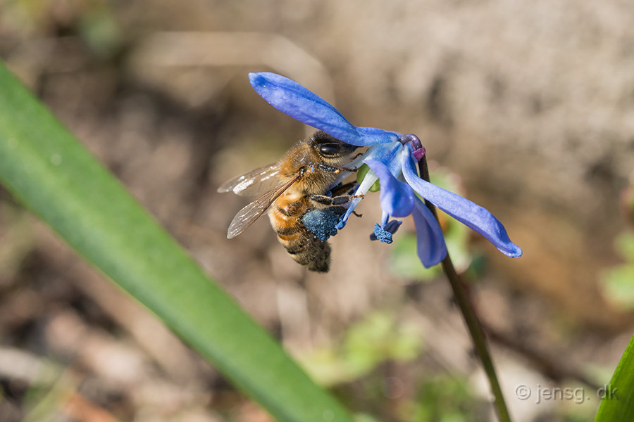 Honningbi i en russisk skilla blomst
