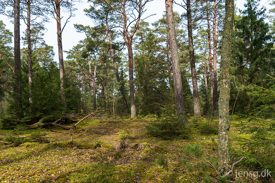 Skoven ved Asserbo i Nordsjælland
