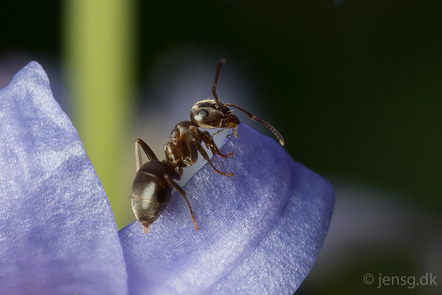 Myre på violet blomst